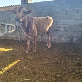 okuz ikisi bile