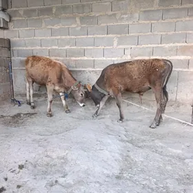 Şwes iksani okiz