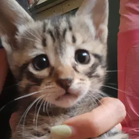 Котята