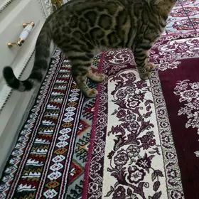 bengal pişik