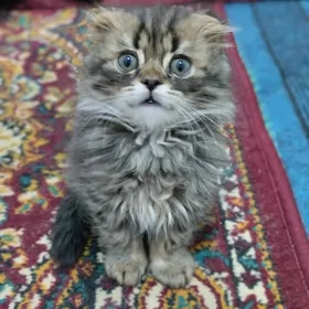 британские котята