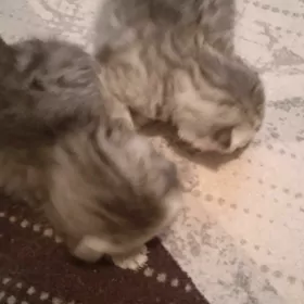 Котёночки вислоушки