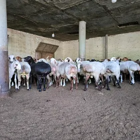 GURBANLYK mallary goyun geçi