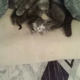 Котеночки