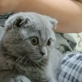 Pişik