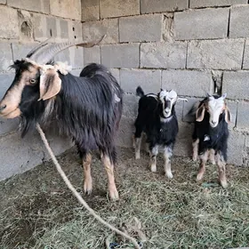 Ekiz owlakly geçi