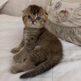 шотландскиe котята