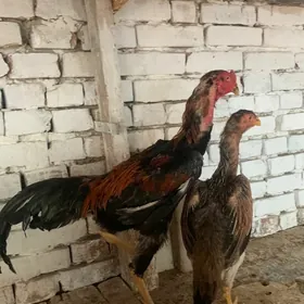 Taşkent