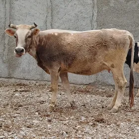 Sygyr ýitdi