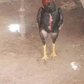 bahada az kem ylalasyk bolar