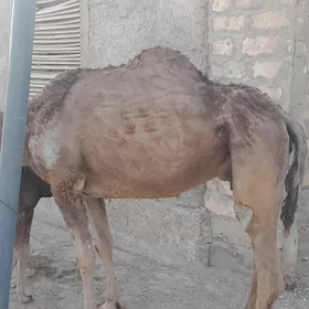 Köşekli düýe