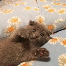 котята