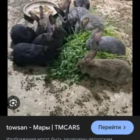 Towsan