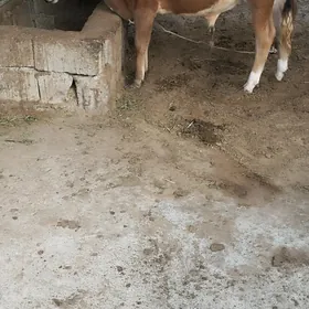 oküz