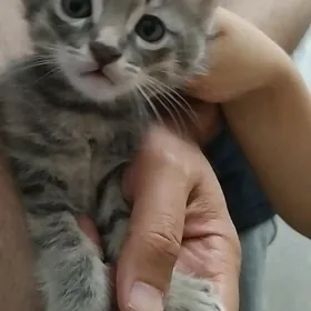 котята, мальчик и девочка.