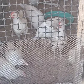 horoz juyje