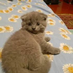 породистые котята