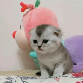 шотландская серебристая шиншил
