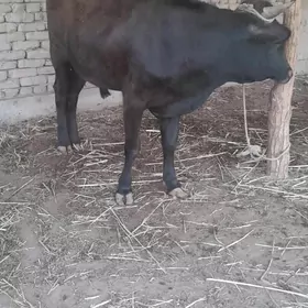 bakylan okuz