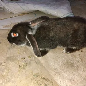 Welikan towşan