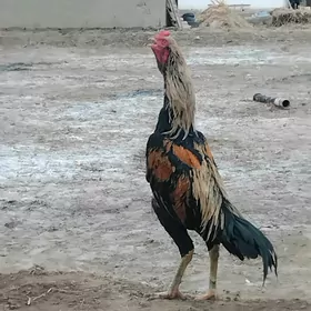 paroda