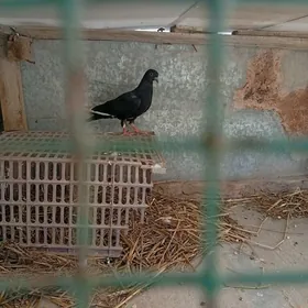 ak kepderi