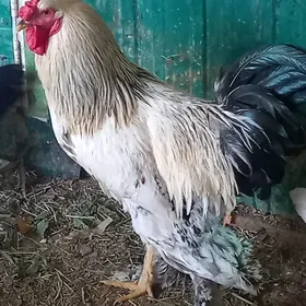 balgar horoz