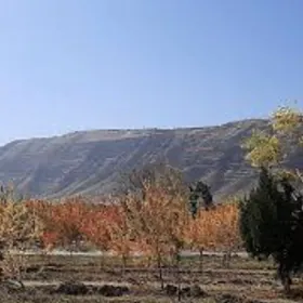 arenda yer