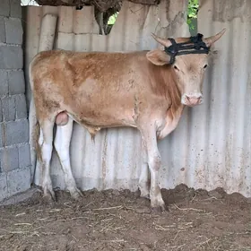 Ökúz