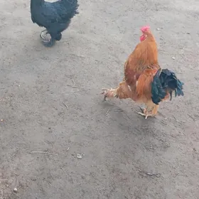 brama towuk