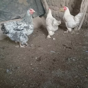 towuk brama