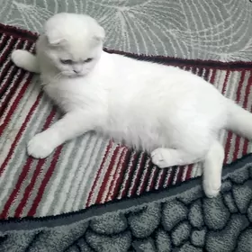 Шотландский Кот