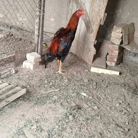 baysok horaz