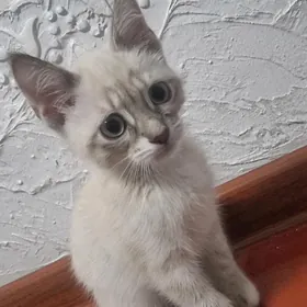 Кошка