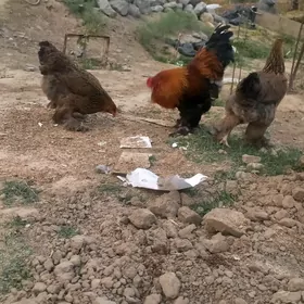 brama towuk yumurtgasy
