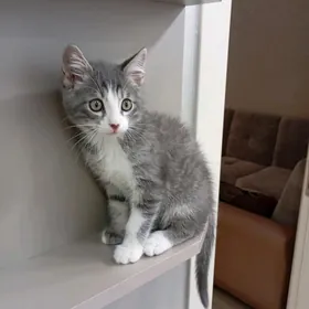 котёнок мальчик