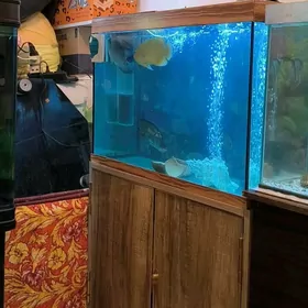 Akwaryum