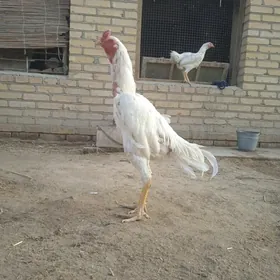 Ak horaz