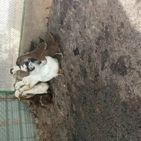 gak gak ördek