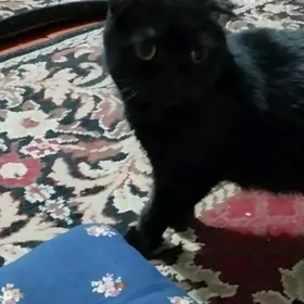 Вислоухая кошка