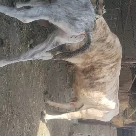 sygyr