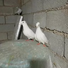 kepderi