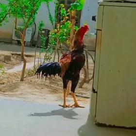 Taşkent Jüje