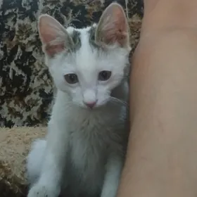Белый котёнок