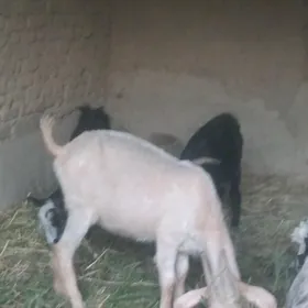 geçi