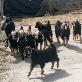 11 ÇEWİŞ