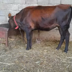 Göle tüwe