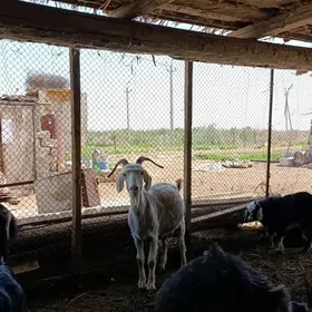 Geçi