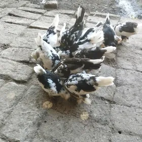 карлик жуже