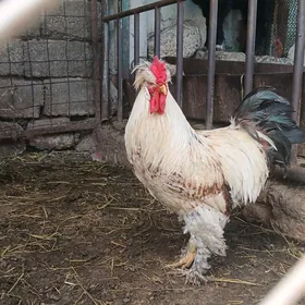 balgar towuklar